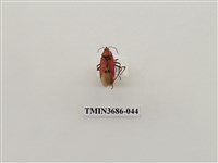 藏品(暗斑大棉紅椿象)的圖片